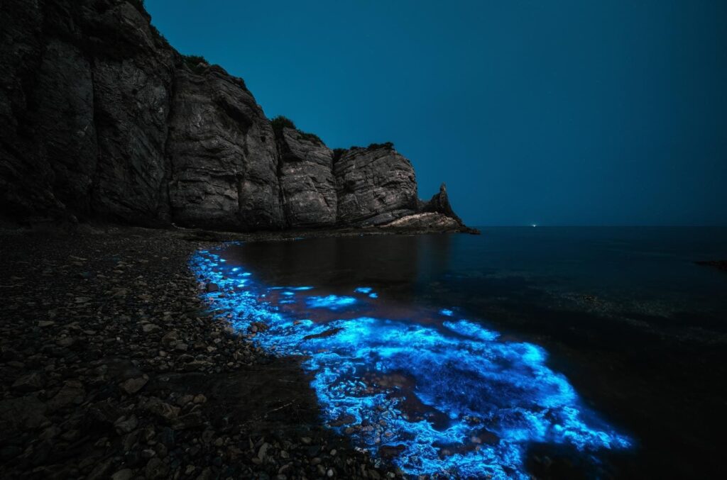 Bioluminescence Explained: A Biologist's Perspective