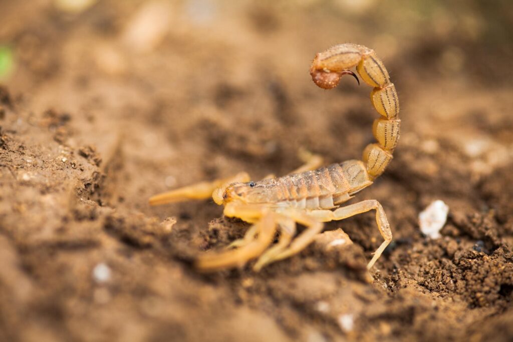 Scorpion Venom Healing Properties Explored